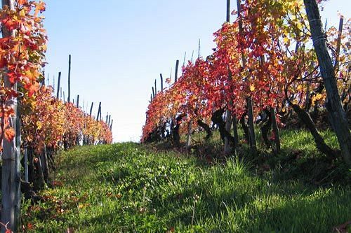 Cascina Rocca - Guest House Castiglione Falletto Exterior photo